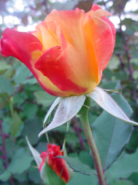 Moms flowers 008