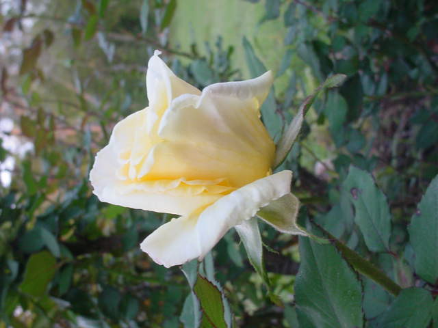 Moms flowers 010