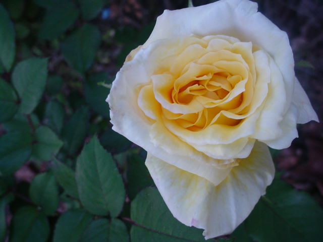 Moms flowers 011