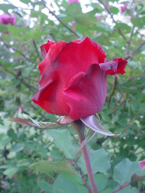 Moms flowers 012