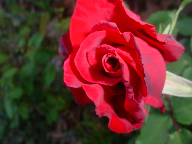 Moms flowers 013