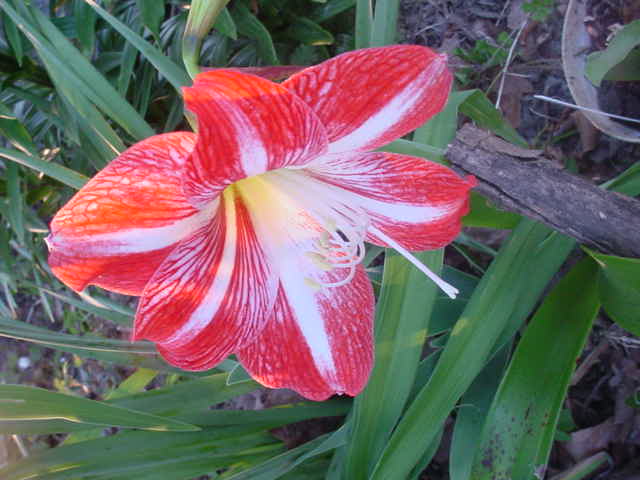 Moms flowers 014