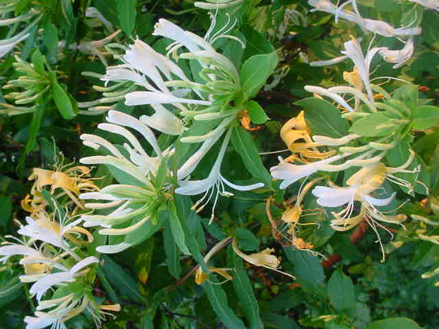 Moms flowers 016