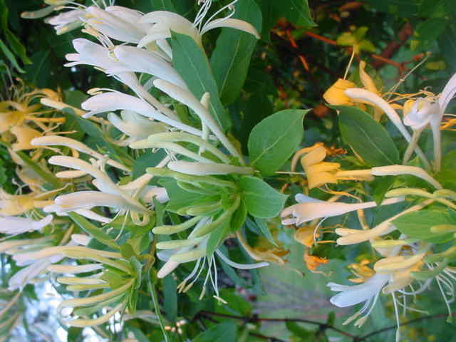 Moms flowers 017