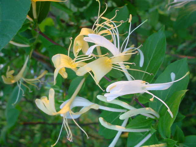 Moms flowers 018