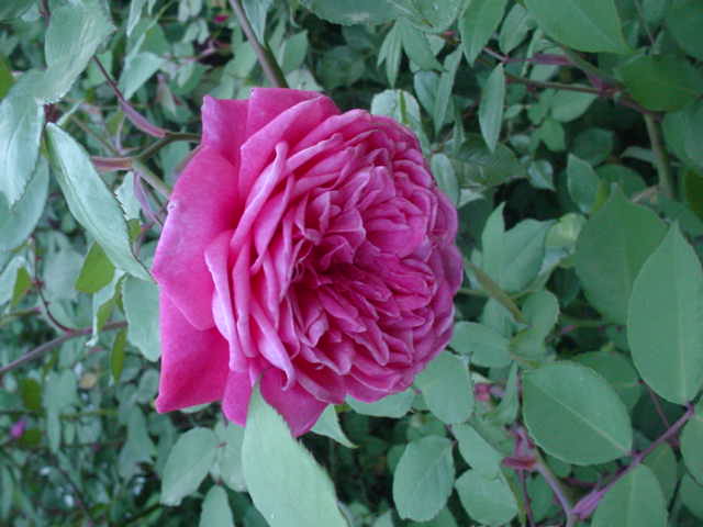 Moms flowers 019