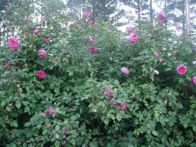 Moms flowers 024