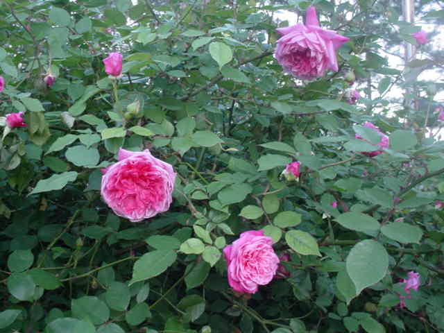Moms flowers 025
