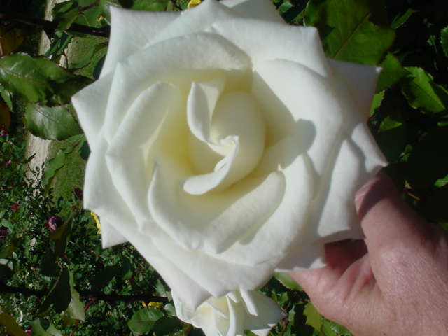 MOMS_FLOWERS_002