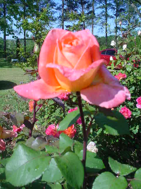 MOMS_FLOWERS_003
