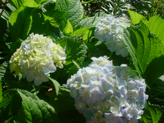 MOMS_FLOWERS_0031