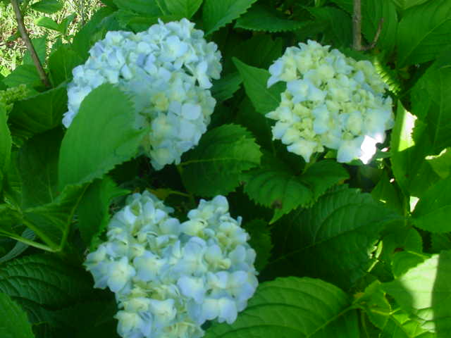 MOMS_FLOWERS_0041