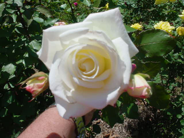 MOMS_FLOWERS_006