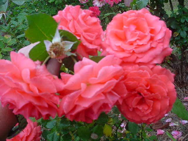 MOMS_FLOWERS_0061