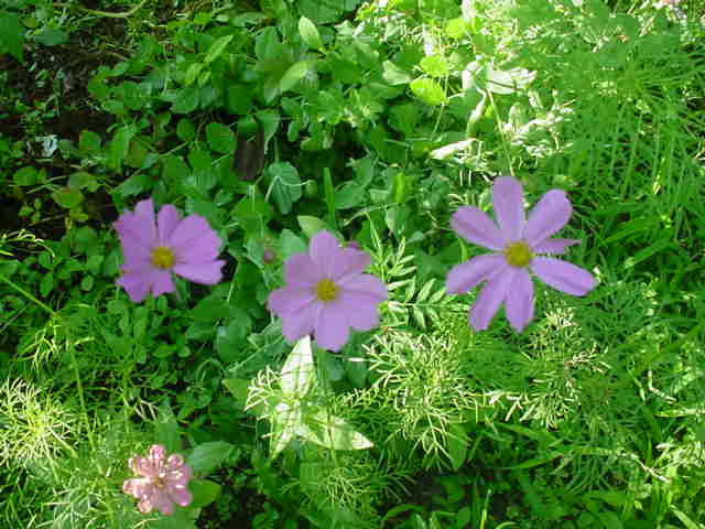 MOMS_FLOWERS_007