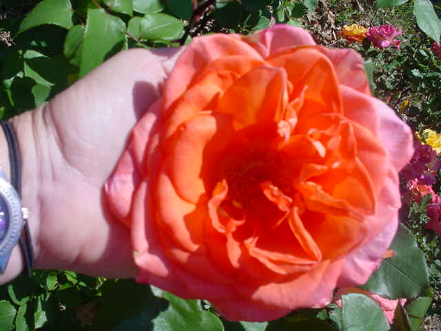 MOMS_FLOWERS_008