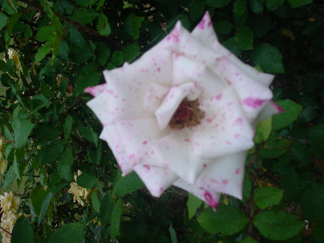 MOMS_FLOWERS_0091