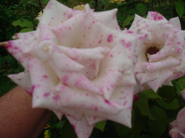 MOMS_FLOWERS_010