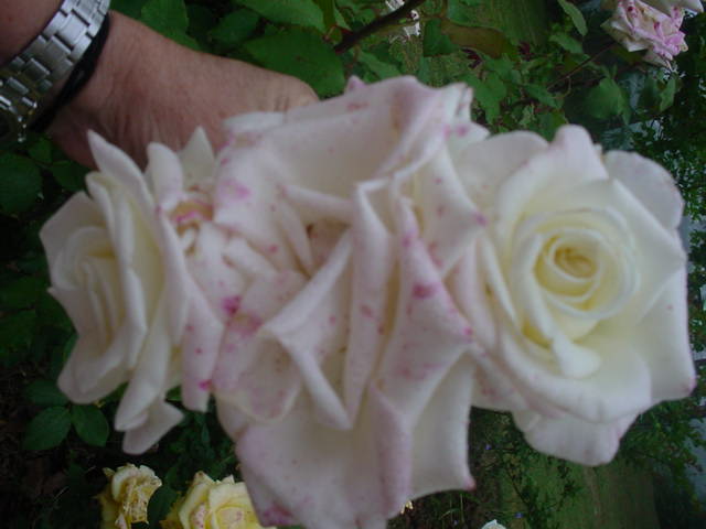 MOMS_FLOWERS_011