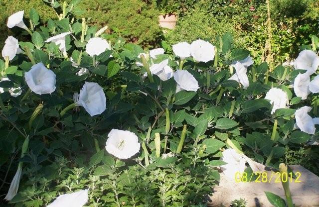 Moonflowers004