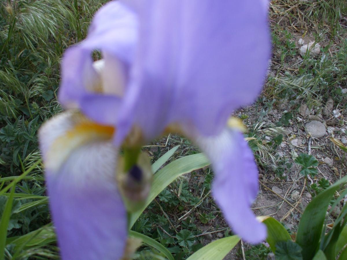 more iris 004