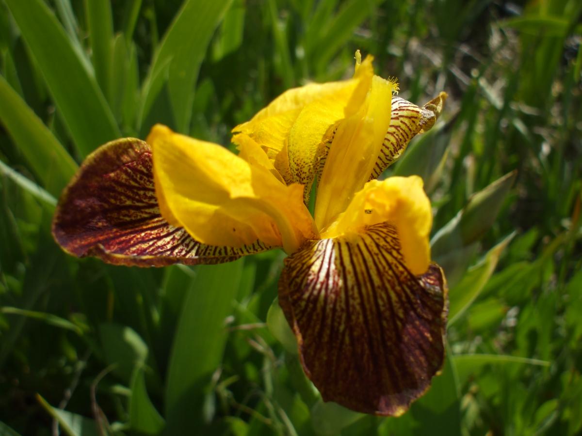 more iris 005