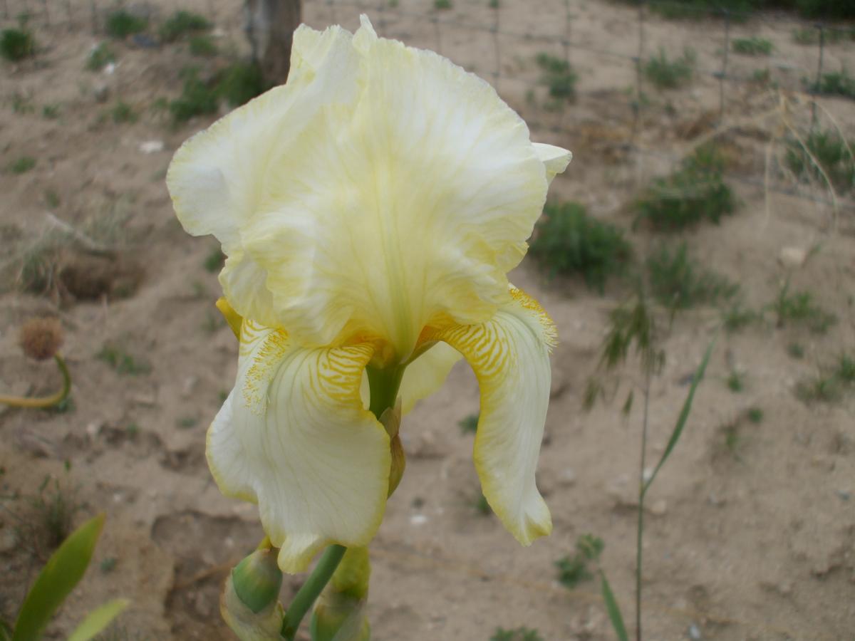 more iris 014
