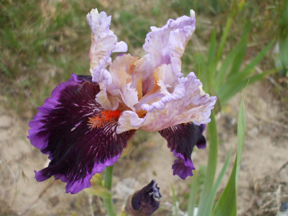 more iris 015