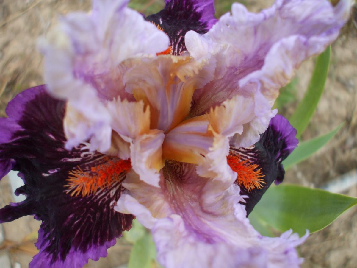 more iris 016
