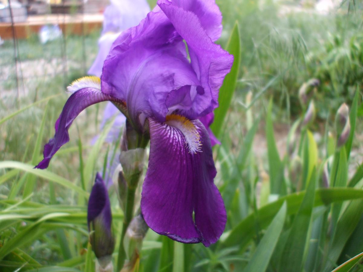 more iris 017