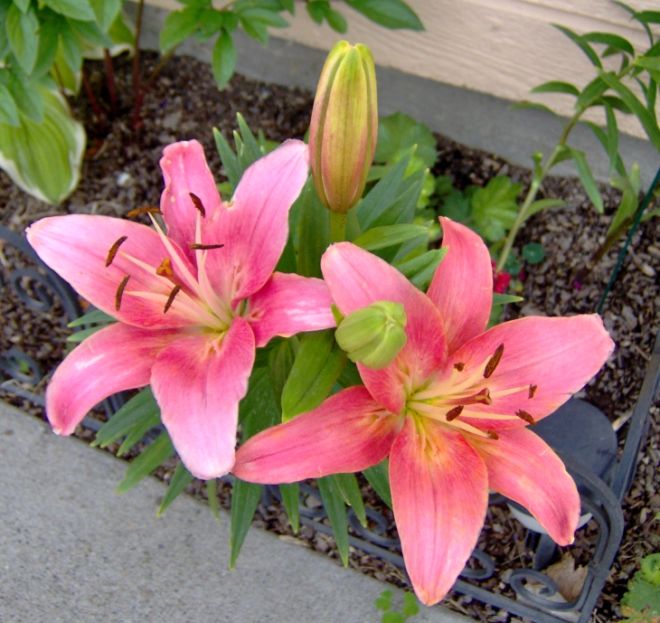 More lillies 2010