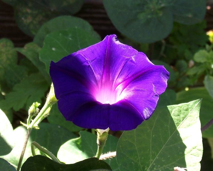 Morning glory