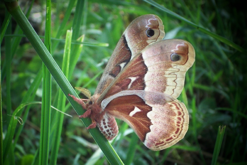 Moth