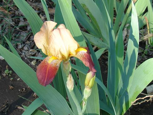 multi iris