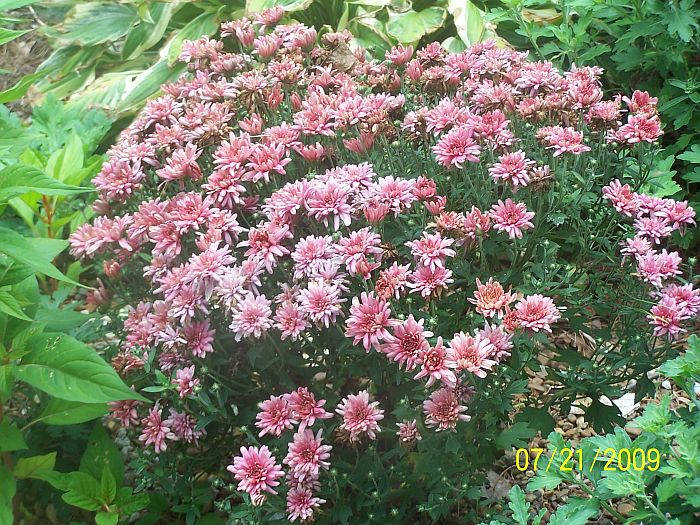 Mums dk-pk 1