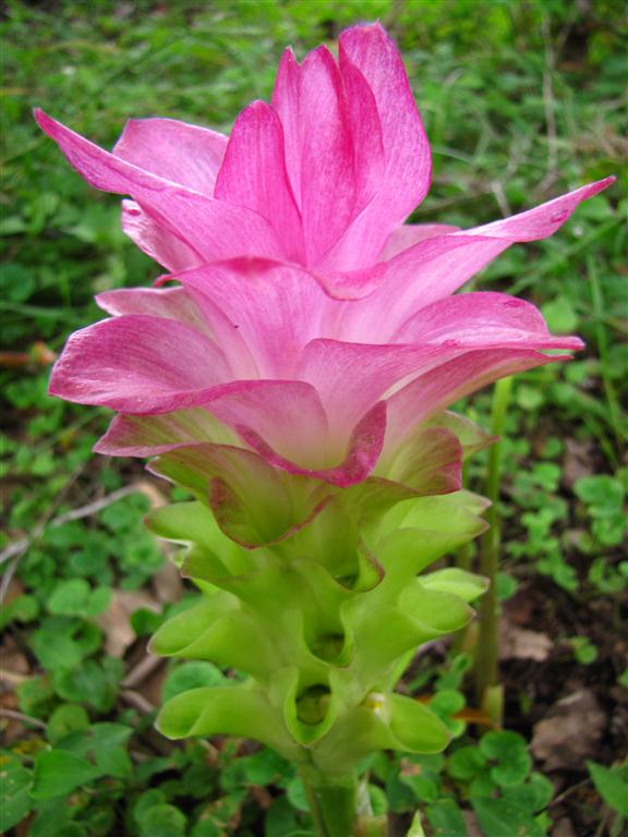 Native Turmeric