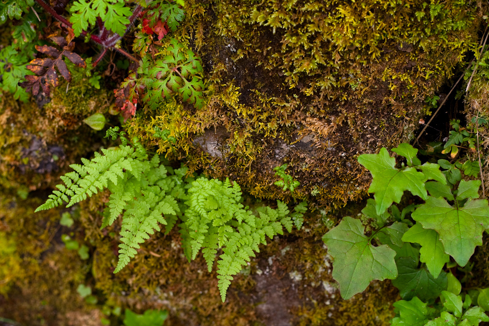 Naturalized Fern Edging