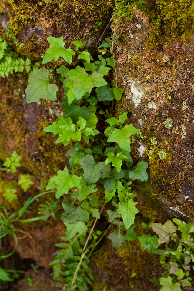 Naturalized Ivy Edging