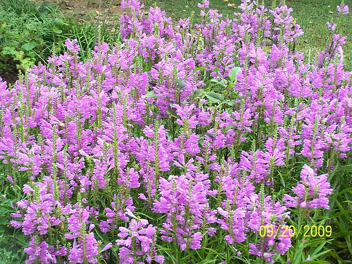 Obedient plant 1