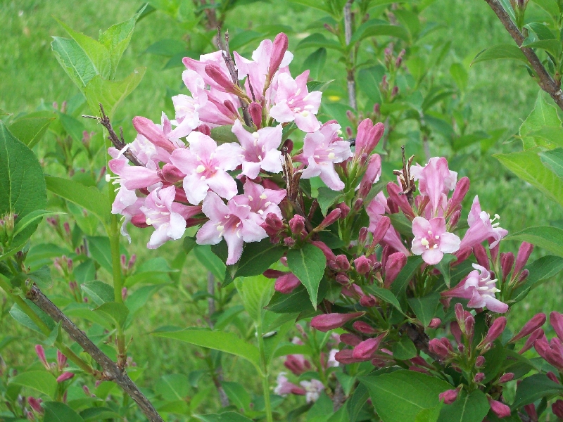 Old Fashioned Pink Weigela