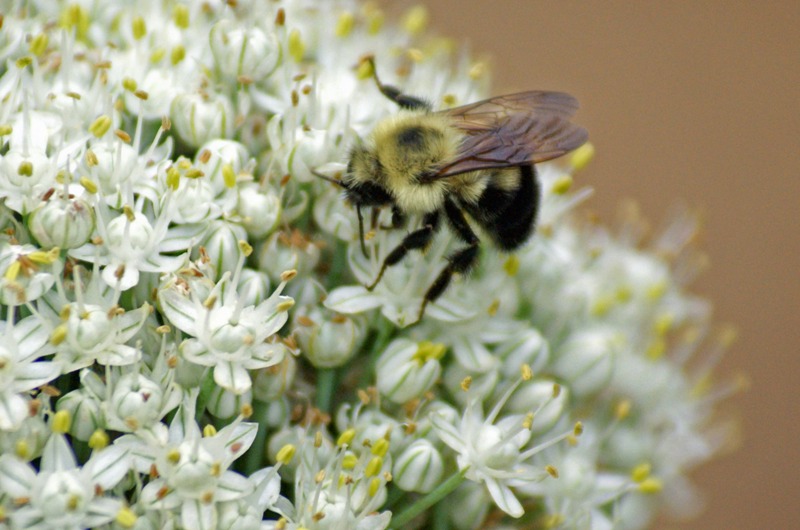 onion_bee