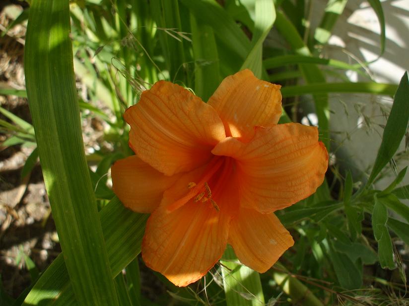orange