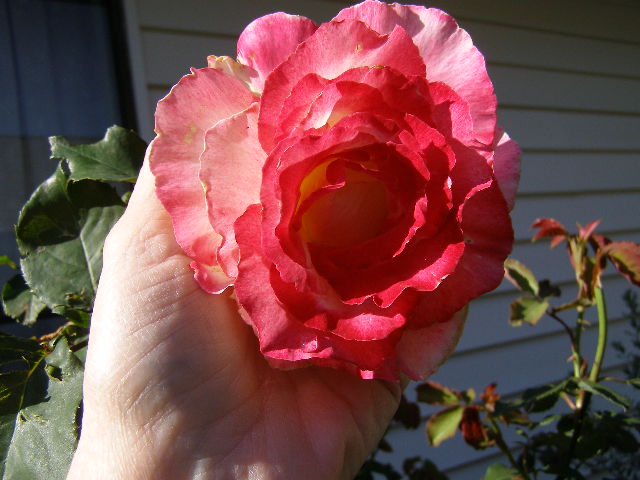 P4110045