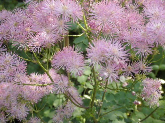 P6021583