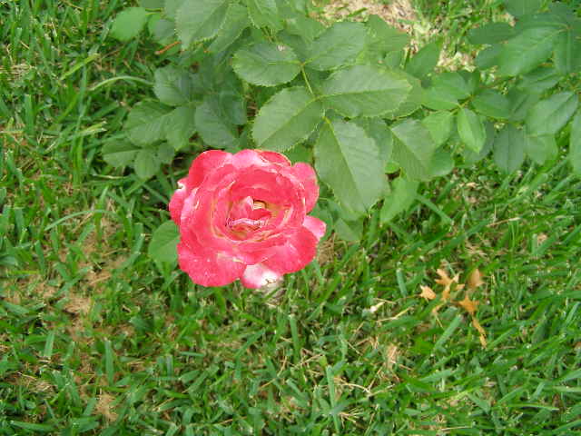 P6080126