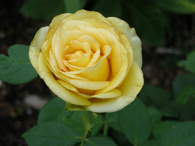 P6080137