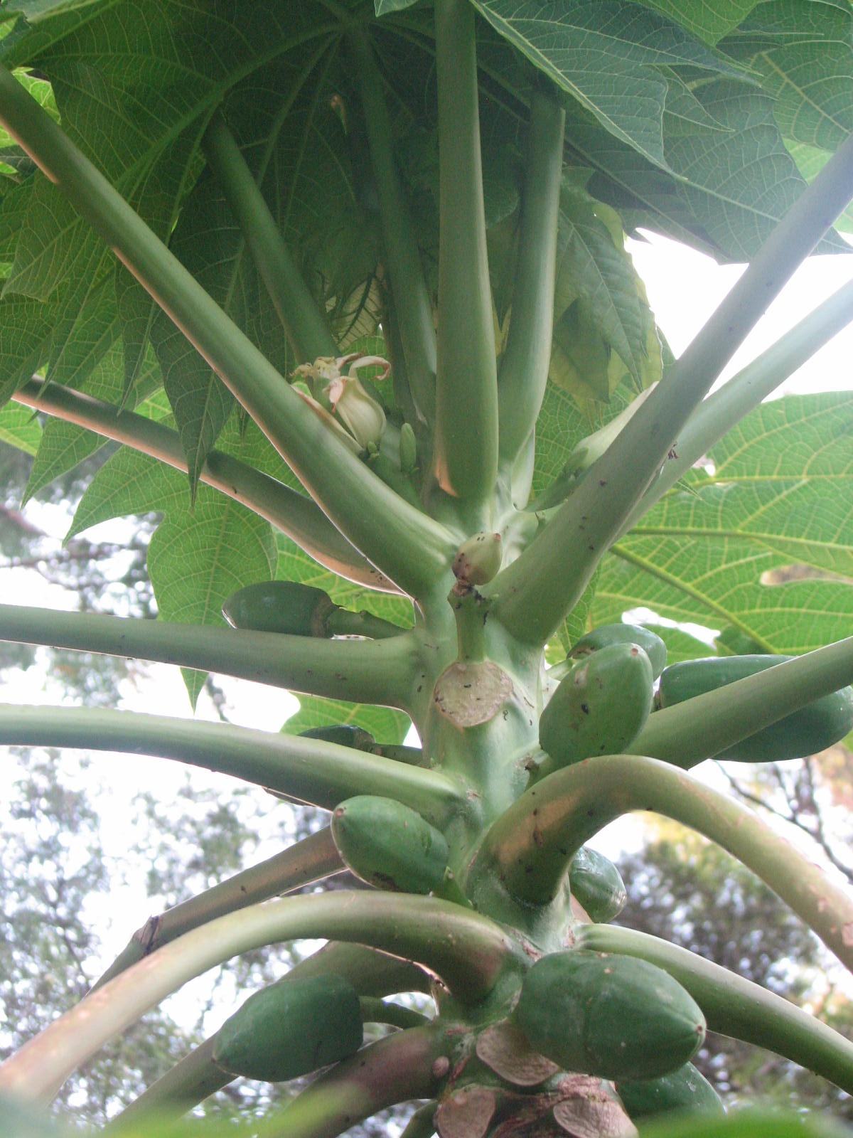 pawpaw (papaya)