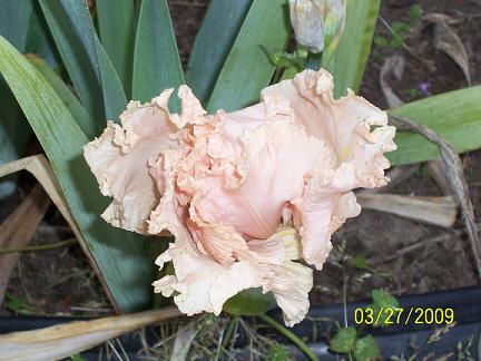 peach iris