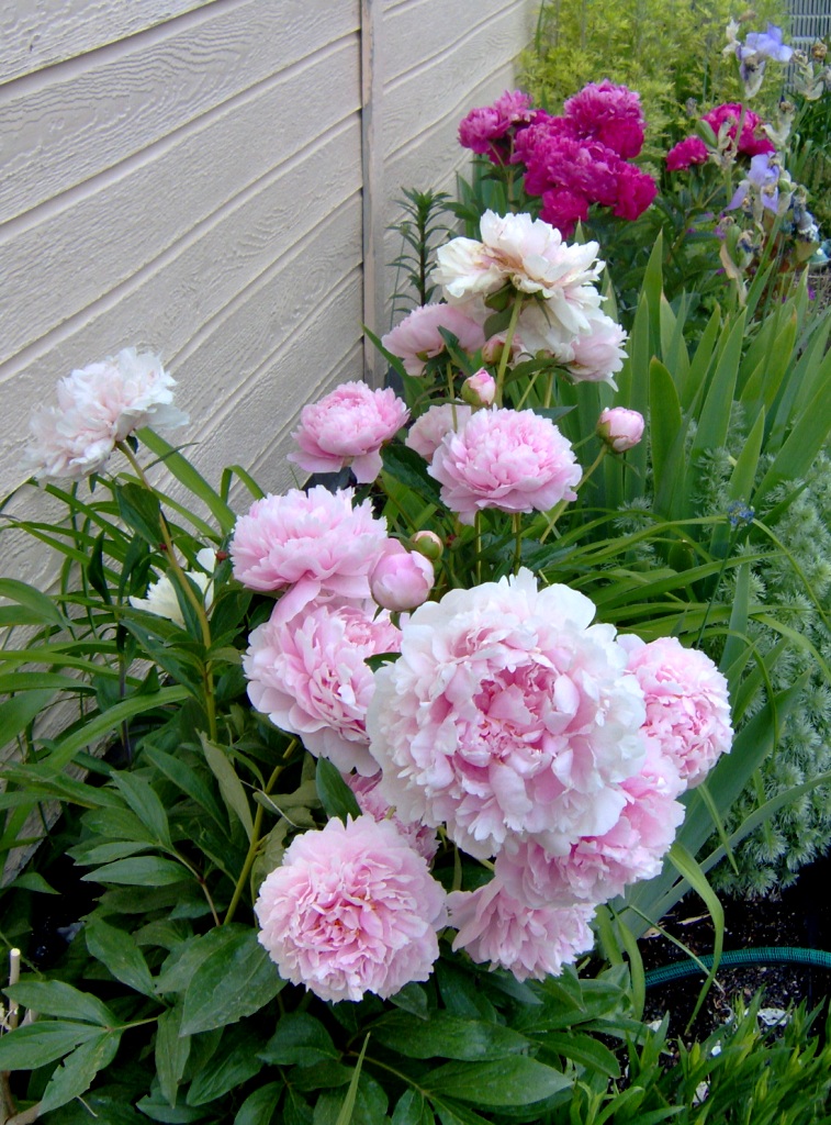 Peonies galiore!