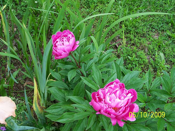 Peonies pink